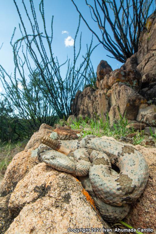 Rock Rattlesnake (Crotalus lepidus)