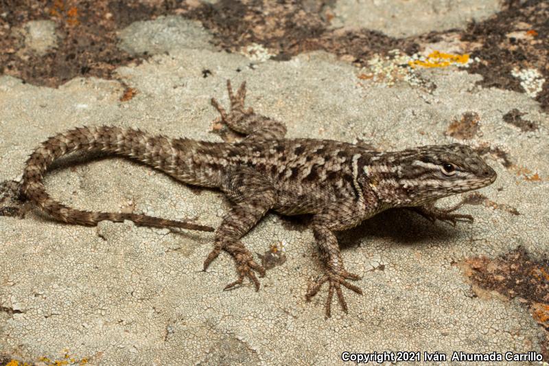 Yarrow's Lizard (Sceloporus jarrovii)