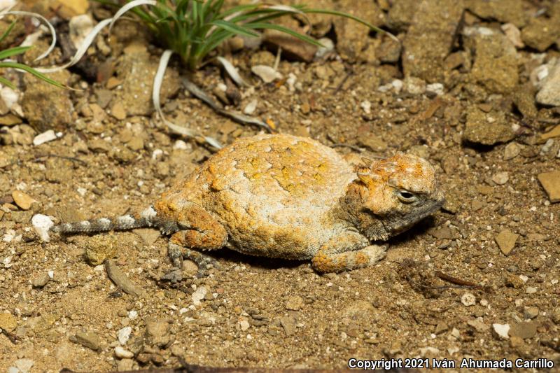 Round-tailed Horned Lizard (Phrynosoma modestum)