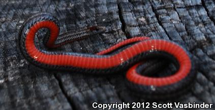 Northern Red-bellied Snake (Storeria occipitomaculata occipitomaculata)