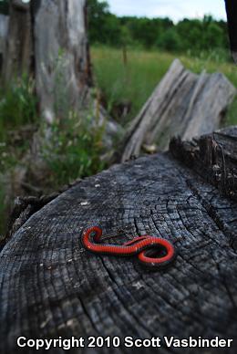 Northern Red-bellied Snake (Storeria occipitomaculata occipitomaculata)
