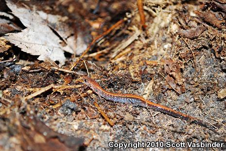 Eastern Red-backed Salamander (Plethodon cinereus)