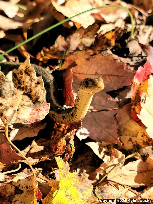 Eastern Gartersnake (Thamnophis sirtalis sirtalis)