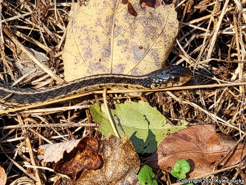 Eastern Gartersnake (Thamnophis sirtalis sirtalis)