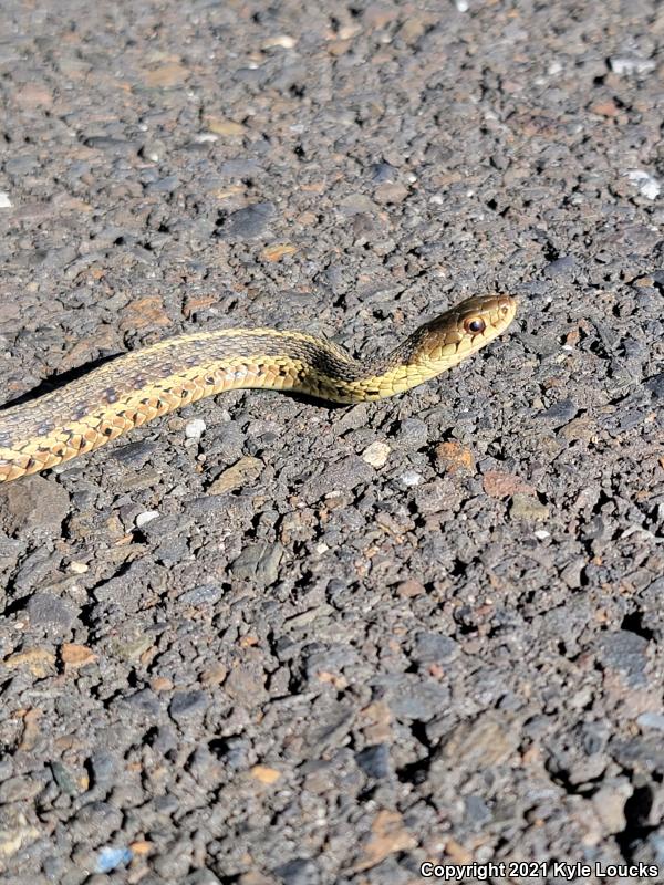 Eastern Gartersnake (Thamnophis sirtalis sirtalis)