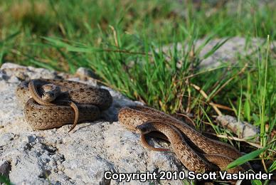 Northern Brownsnake (Storeria dekayi dekayi)