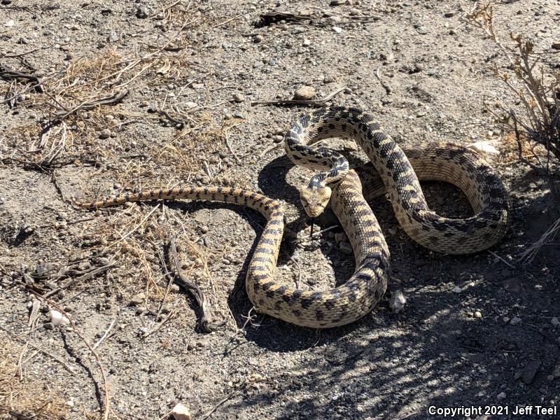 San Diego Gopher Snake (Pituophis catenifer annectens)