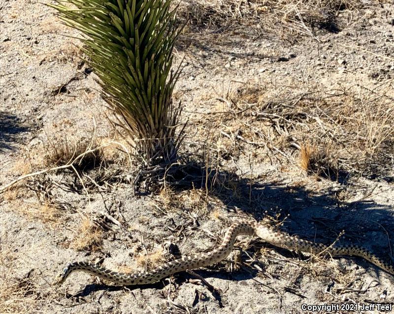 San Diego Gopher Snake (Pituophis catenifer annectens)