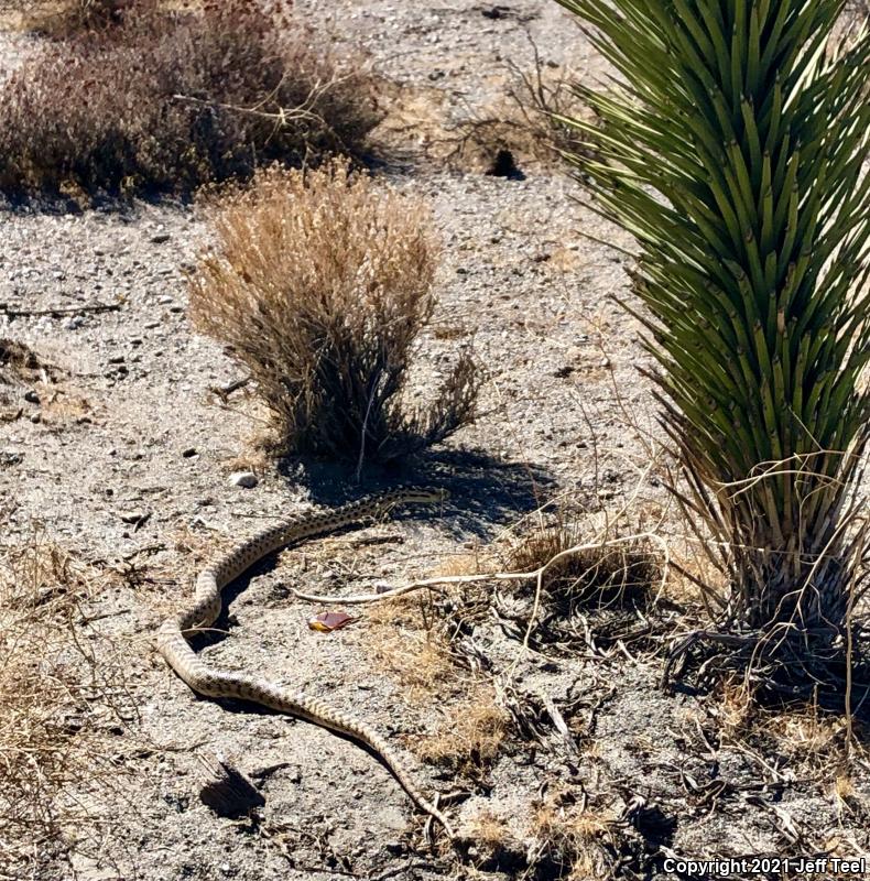 San Diego Gopher Snake (Pituophis catenifer annectens)