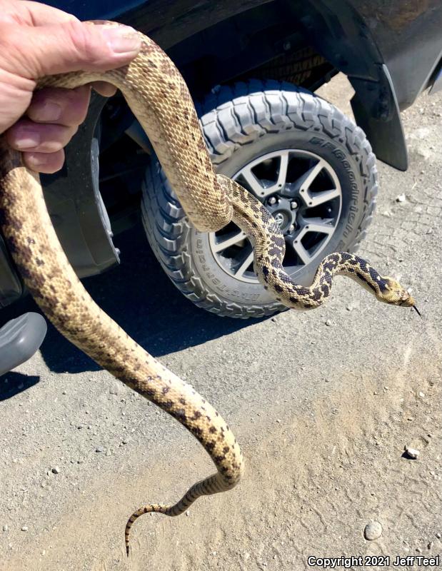 San Diego Gopher Snake (Pituophis catenifer annectens)