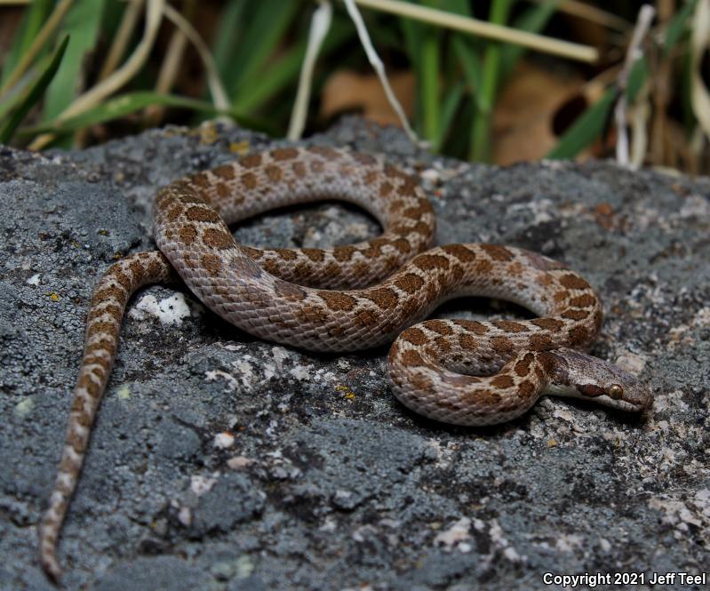 San Diego Nightsnake (Hypsiglena ochrorhyncha klauberi)