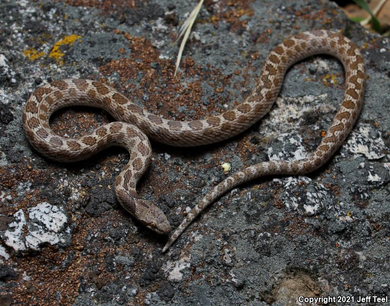 San Diego Nightsnake (Hypsiglena ochrorhyncha klauberi)