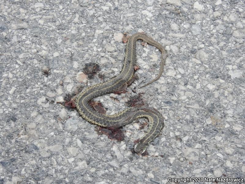 Eastern Gartersnake (Thamnophis sirtalis sirtalis)