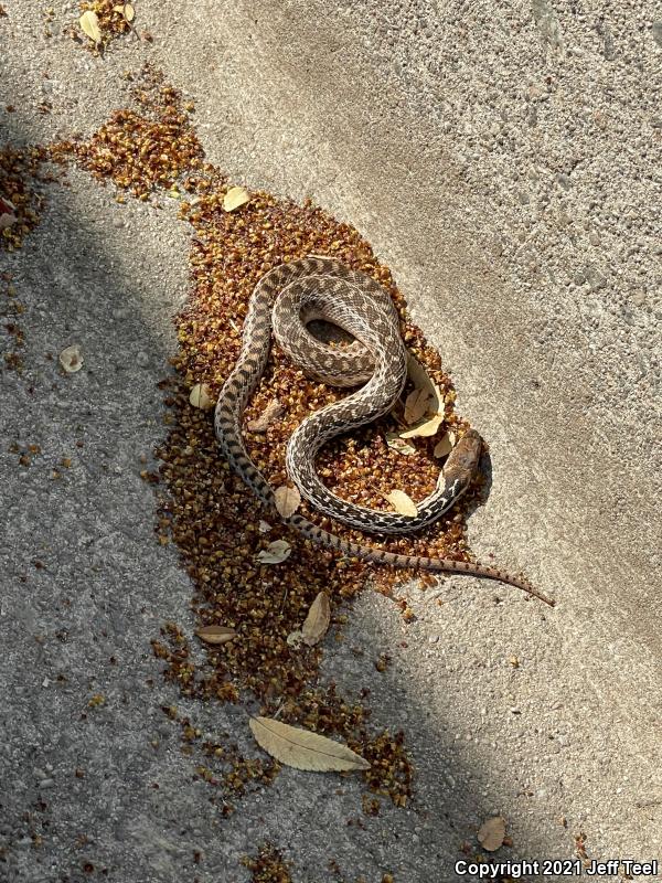 San Diego Gopher Snake (Pituophis catenifer annectens)