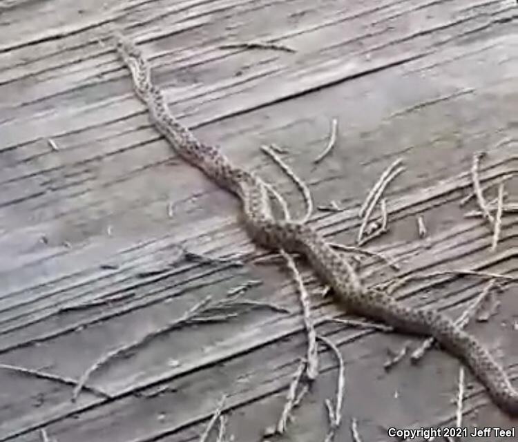 San Diego Gopher Snake (Pituophis catenifer annectens)