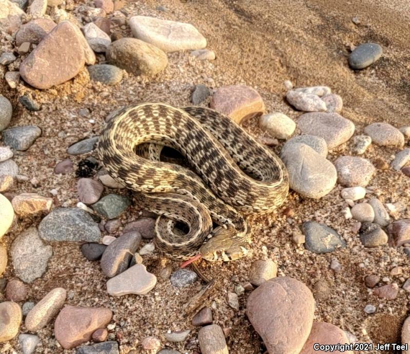 Checkered Gartersnake (Thamnophis marcianus marcianus)