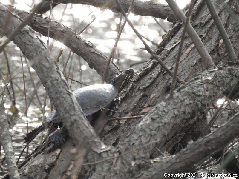 Painted Turtle (Chrysemys picta)