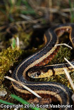 Butler's Gartersnake (Thamnophis butleri)