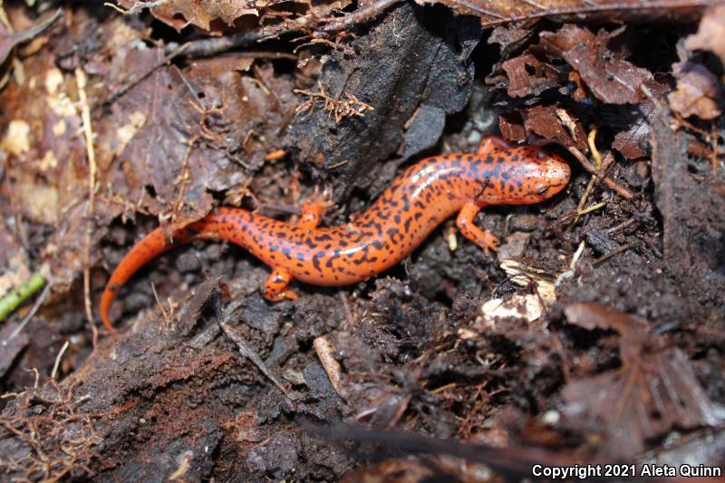 Red And Mud Salamanders (Pseudotriton)