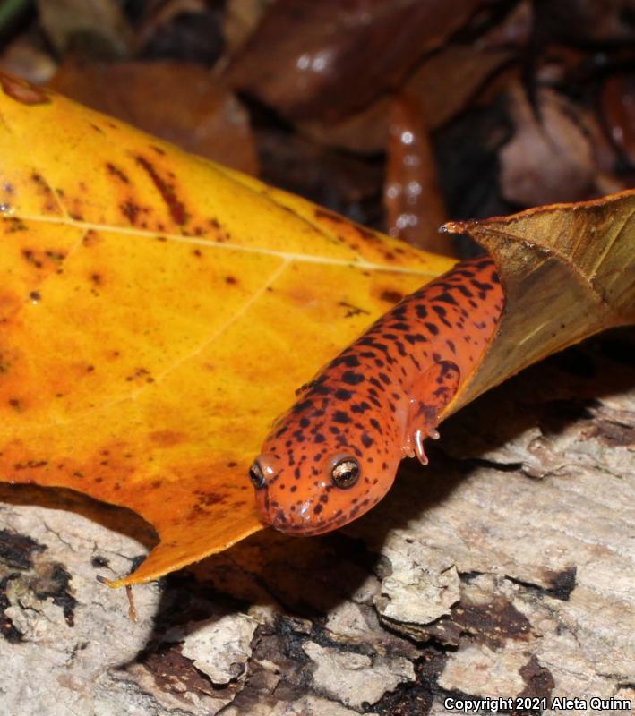 Red And Mud Salamanders (Pseudotriton)