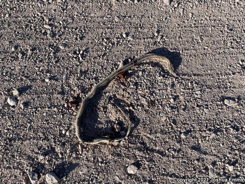 New Mexico Gartersnake (Thamnophis sirtalis dorsalis)