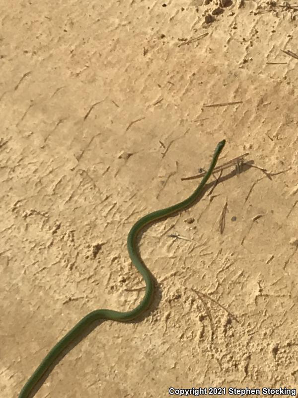 Florida Rough Greensnake (Opheodrys aestivus carinatus)