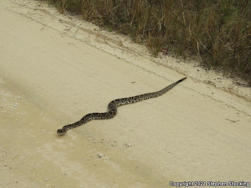 Eastern Diamond-backed Rattlesnake (Crotalus adamanteus)