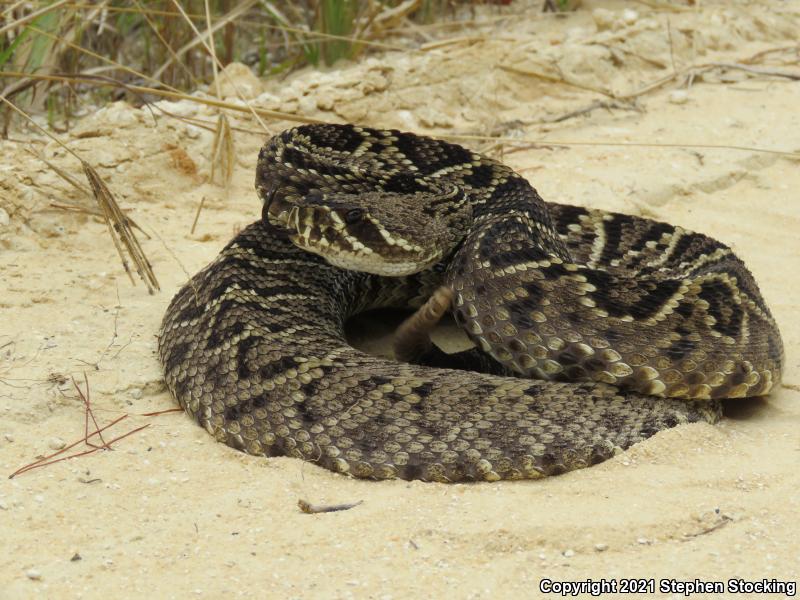 Eastern Diamond-backed Rattlesnake (Crotalus adamanteus)