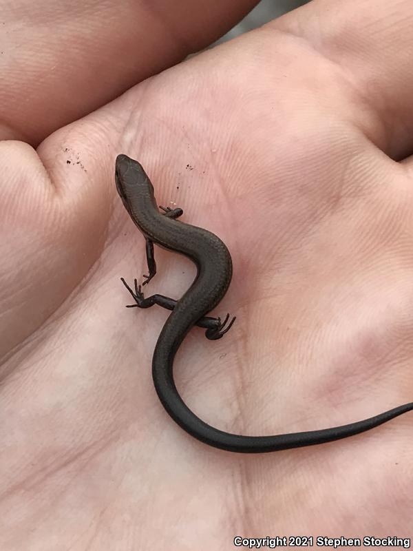 Sand Skink (Plestiodon reynoldsi)