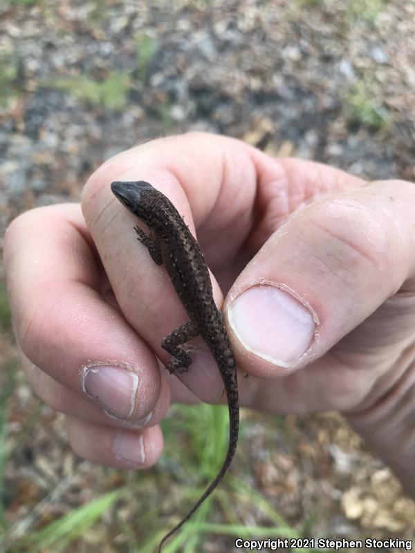 Barker's Anole (Anolis barkeri)