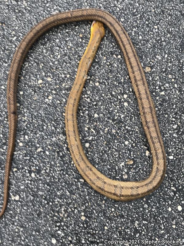 Everglades Ratsnake (Pantherophis obsoletus rossalleni)