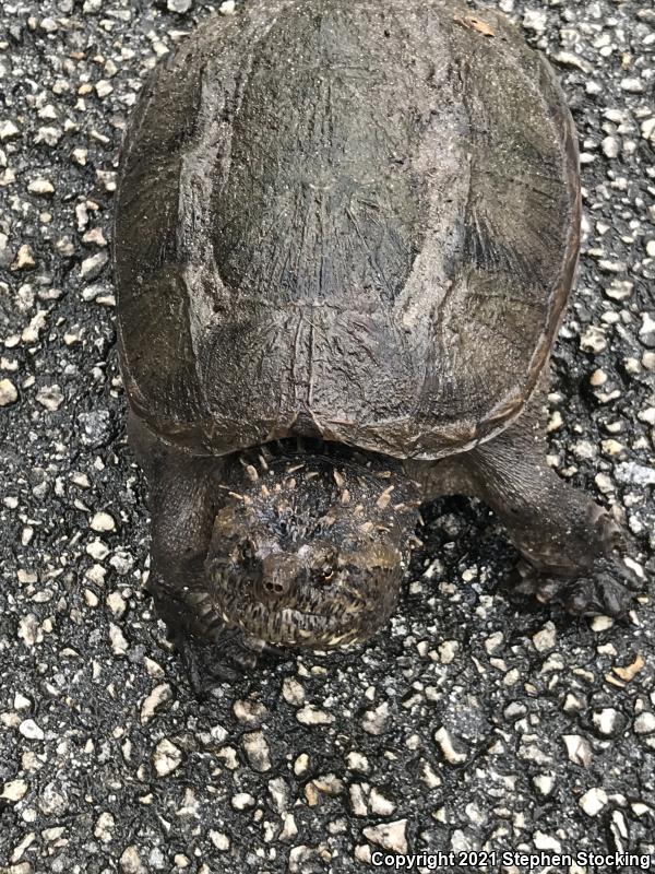 Florida Snapping Turtle (Chelydra serpentina osceola)