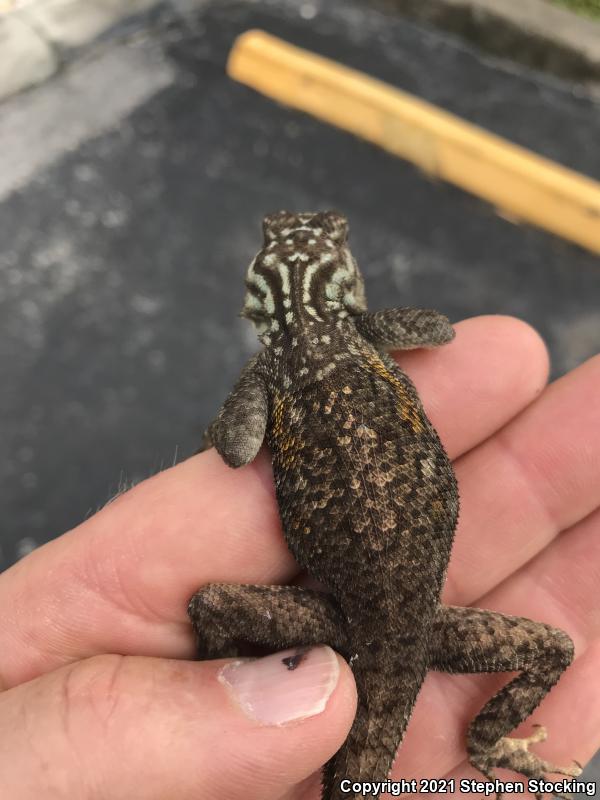 West African Rainbow Lizard (Agama agama africana)