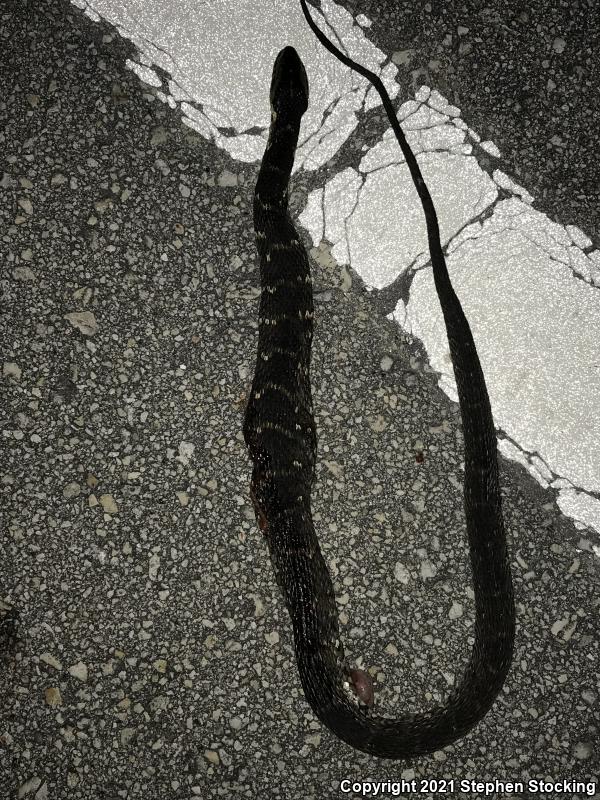 Banded Watersnake (Nerodia fasciata fasciata)