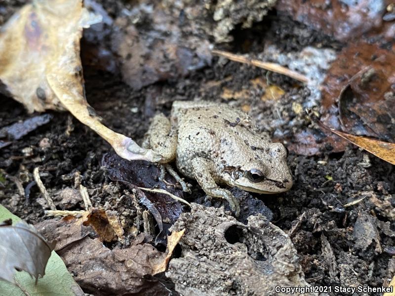 Upland Chorus Frog (Pseudacris feriarum)