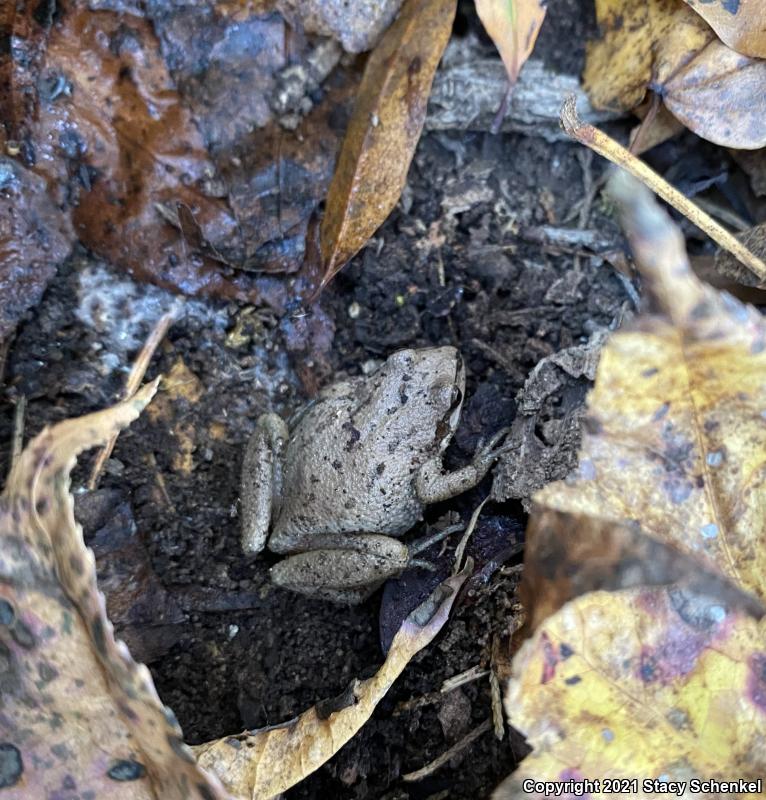 Upland Chorus Frog (Pseudacris feriarum)