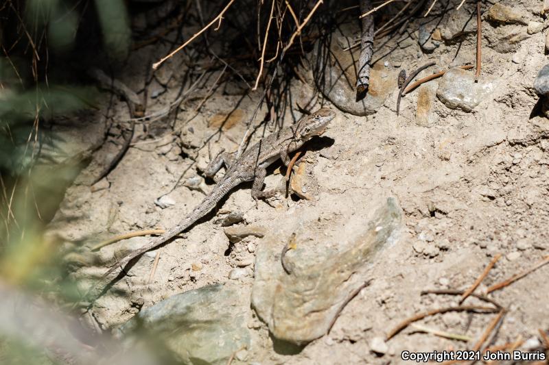 Nevada Side-blotched Lizard (Uta stansburiana nevadensis)