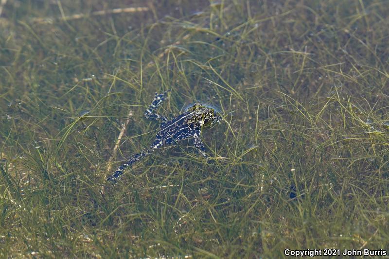 Black Toad (Anaxyrus exsul)