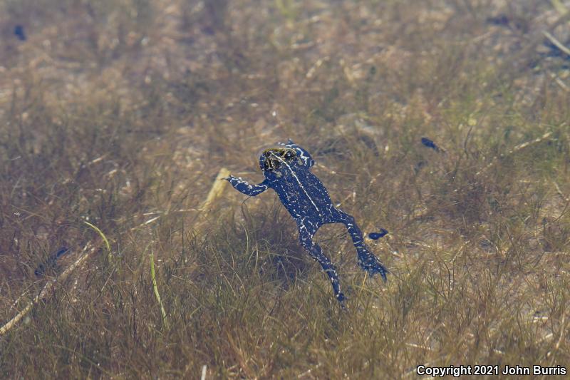 Black Toad (Anaxyrus exsul)