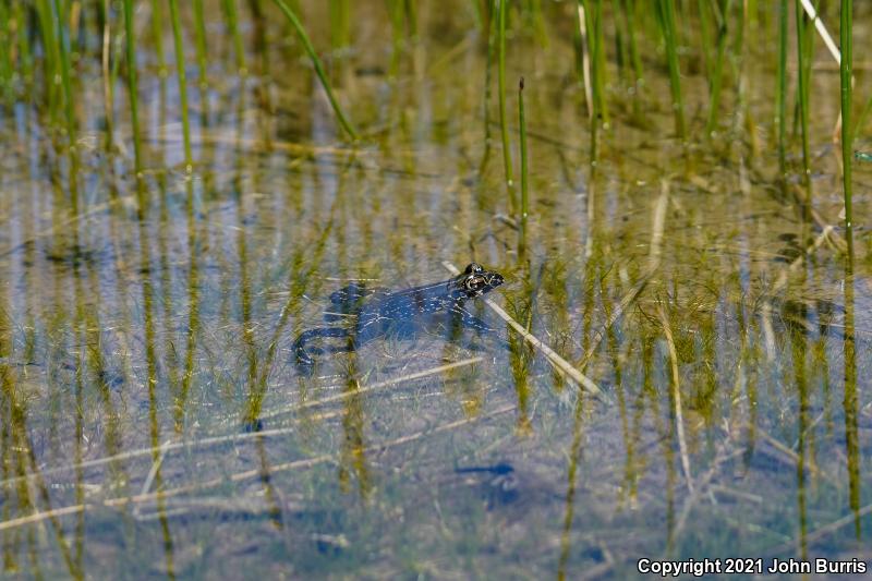 Black Toad (Anaxyrus exsul)