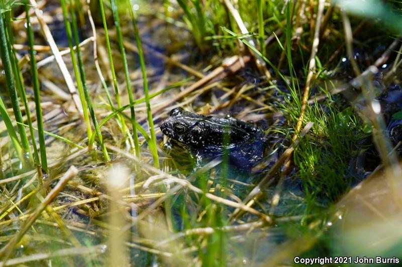 Black Toad (Anaxyrus exsul)