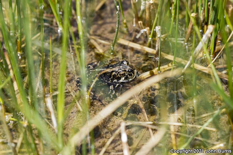 Black Toad (Anaxyrus exsul)