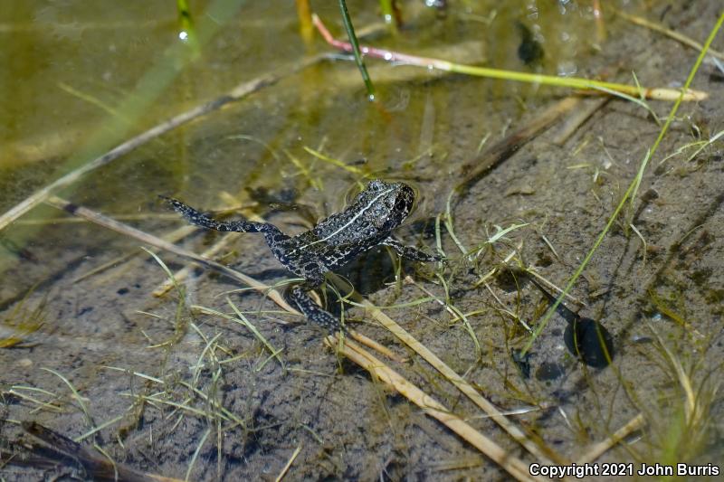 Black Toad (Anaxyrus exsul)