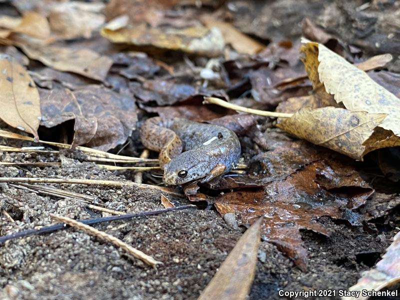 Four-toed Salamander (Hemidactylium scutatum)