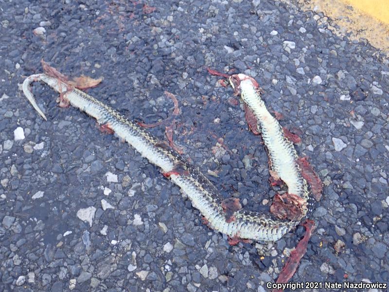 Eastern Gartersnake (Thamnophis sirtalis sirtalis)