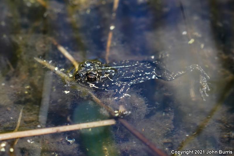 Black Toad (Anaxyrus exsul)