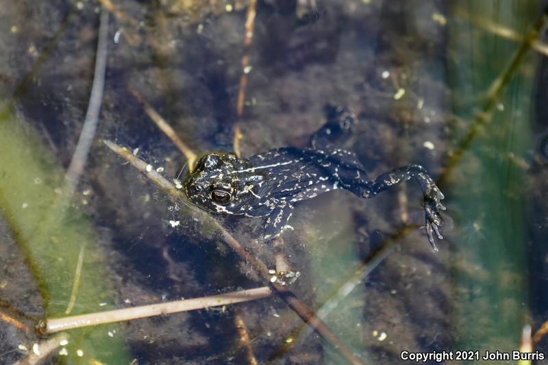 Black Toad (Anaxyrus exsul)