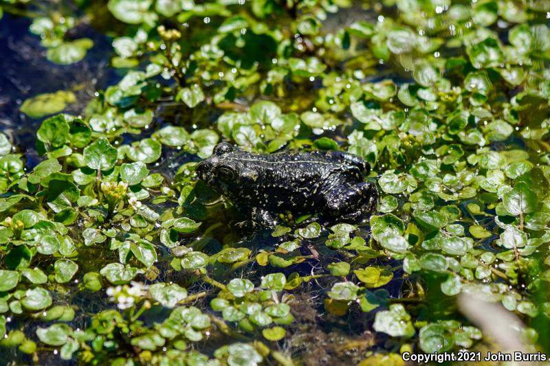 Black Toad (Anaxyrus exsul)