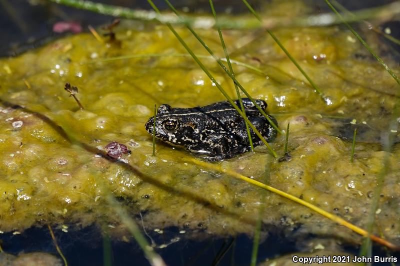 Black Toad (Anaxyrus exsul)