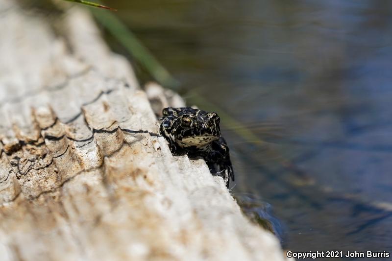 Black Toad (Anaxyrus exsul)